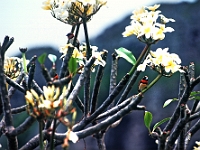 Frangipani-Blüten : Franbipanibaum, Vogel Astrild